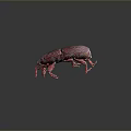 Red Weevil With Textured Body Long Snout Six Legs On Dark Background With Reflection