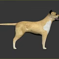 Light Brown Dog With White Patches 3D Model Standing On Shiny Reflective Gray Gradient Floor