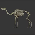 Camel Skeleton Anatomical Structure Display On Dark Background With Detailed Bones 3d model