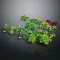 Various Vibrant Decorative Plants Featuring Green Yellow Red Leaves And Different Shapes Sizes
