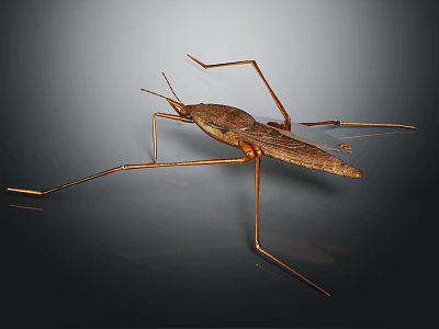 Detailed Close Up Of Brown Insect With Long Slender Legs And Winged Body 3d model