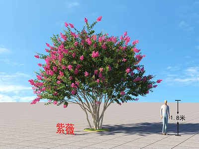 Crape Myrtle Tree With Pink Flowers Green Leaves And 1.8m Height Under Blue Sky 3d model