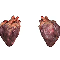 Detailed Thoracic Organs Anatomical View Featuring Two Human Hearts Structure