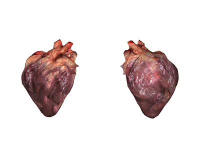 Detailed Thoracic Organs Anatomical View Featuring Two Human Hearts Structure 3d model