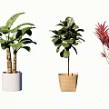Diverse Potted Green Plants With Various Foliage And Decorative Pots