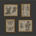Four Framed Vintage Anatomical Illustrations Featuring Human Organs And Hair Details
