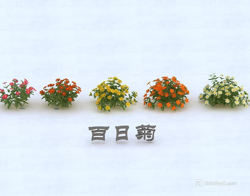 Vibrant Zinnia Flower Pots Displaying Red Orange Yellow And White Blooms 3d model 
