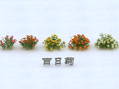 Vibrant Zinnia Flower Pots Displaying Red Orange Yellow And White Blooms 3d model
