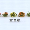 Vibrant Zinnia Flower Pots Displaying Red Orange Yellow And White Blooms