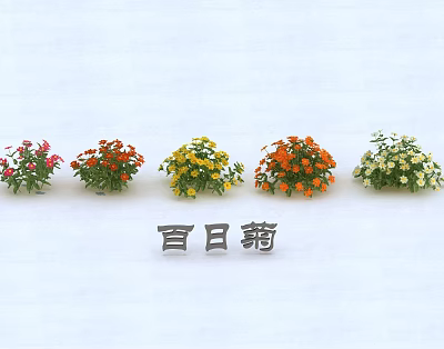 Vibrant Zinnia Flower Pots Displaying Red Orange Yellow And White Blooms 3d model