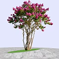 Twisted Trunk Tree With Pink Flowers Growing On Green Grass And Gray Stone Pavement