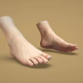 Detailed Human Foot Anatomical Model Displaying Realistic Toes Structure And Skin Texture