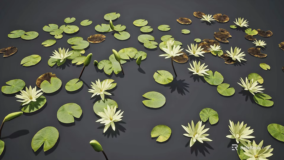 White Water Lilies Blooming With Green Lily Pads On Calm Natural Pond Surface 3d model 
