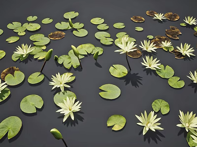 White Water Lilies Blooming With Green Lily Pads On Calm Natural Pond Surface 3d model