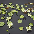 White Water Lilies Blooming With Green Lily Pads On Calm Natural Pond Surface