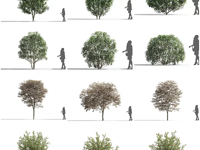 Various Types of Trees Displayed with People for Size and Shape Reference 3d model