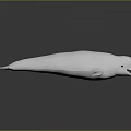 Spotting Dolphin Cartoon Dolphin Animation Dolphin Animation Dolphin Animation Character Game Character 3d model