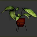 Green Variegated Plant in Red Pot on Black Metal Stand with Striped Leaves