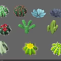 Colorful Cactus Plants In Various Shapes With Green Blue And Purple Hues