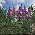 Purple Flowering Shrub with Lush Green Foliage and Small White Flowers in Sunlit Garden