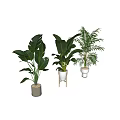 Indoor Potted Tropical Plants With Large Leaves In White Beige Pots And Wooden Stand