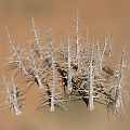 Dry Wooden Tree Trunks On Sandy Stone Ground Natural Landscape