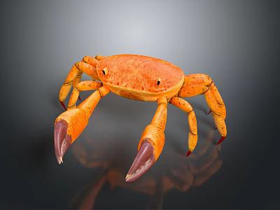 Orange Crab with Large Purple Tipped Claws on Dark Background like Detailed Texture and Reflection 3d model