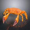 Orange Crab with Large Purple Tipped Claws on Dark Background like Detailed Texture and Reflection