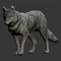 Gray Wolf 3D Model With Lifelike Gray Fur Standing On Dark Background 3d model