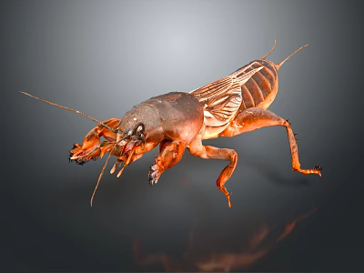 Close Up Of Mole Cricket With Brown Exoskeleton Long Antennae On Dark Background 3d model