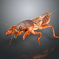 Close Up Of Mole Cricket With Brown Exoskeleton Long Antennae On Dark Background