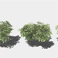 Row of Lush Green Bushes Neatly Arranged With Shadows On Light Background