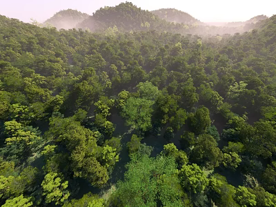 Lush Arbor Trees in Dense Forest Canopy with Green Vegetation and Mountainous Backdrop 3d model