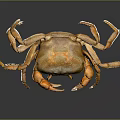 Brown Crab With Orange Claws On Black Background Close Up View