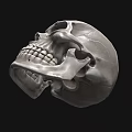 Detailed White Human Skull with Cracks and Teeth on Black Background 3d model