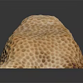 Yellow Marine Sponge Animal With Honeycomb Texture And Reflection On Black Background