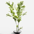 Potted Bonsai Plant With Lush Green Leaves And Various Branch Shapes