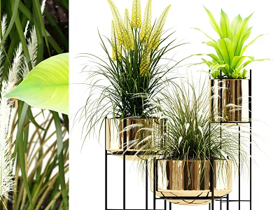 Bonsai Potted Plants In Modern Metallic Pots On Black Stands With Various Green Yellow Foliage 3d model