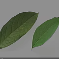 Two Vibrant Green Leaves With Visible Veins Smooth Surface And Shadows On White Background