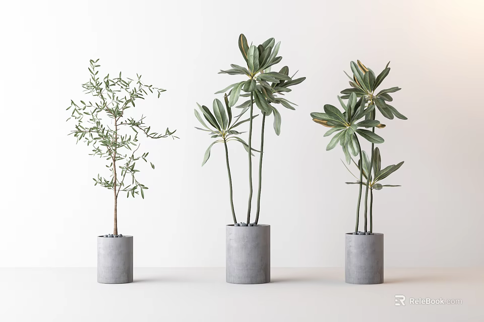 Minimalist Bonsai Potted Plants With Gray Cylindrical Pots And Green Leaves 3d model 