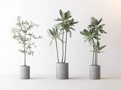 Minimalist Bonsai Potted Plants With Gray Cylindrical Pots And Green Leaves 3d model