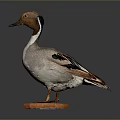 Stuffed Duck Specimen With Brown Head Standing On Orange Base Against Dark Background 3d model