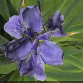 Purple Iris Flower With Green Leaves On Green Grass Background