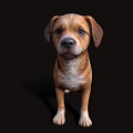 Portrait of a Brown Dog with White Chest and Floppy Ears Against Black Background