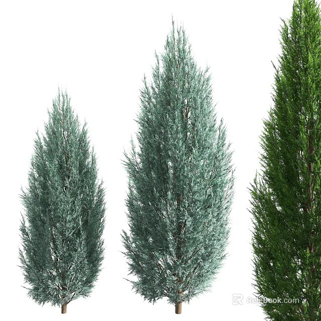 Three Tall Evergreen Trees With Dense Needles and Varied Green Hues 3d model 