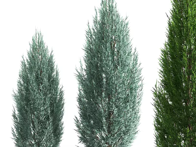 Three Tall Evergreen Trees With Dense Needles and Varied Green Hues 3d model