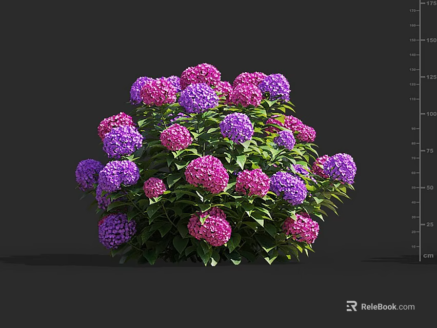 Vibrant Pink and Purple Hydrangea Flowers with Lush Green Leaves 3d model 