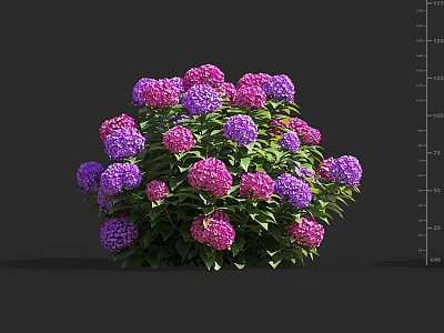 Vibrant Pink and Purple Hydrangea Flowers with Lush Green Leaves 3d model