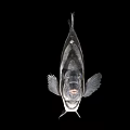 Black And White Striped Fish With Fins And Spines On Black Background