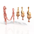 Fresh String of Sausages and Hanging Raw Chicken as Culinary Ingredients on White Background